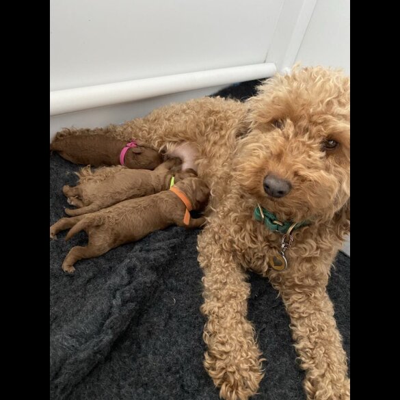 Cockapoo - Both