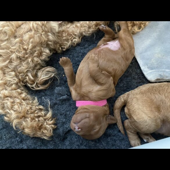 Cockapoo - Both