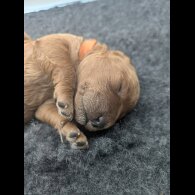 Cockapoo - Both