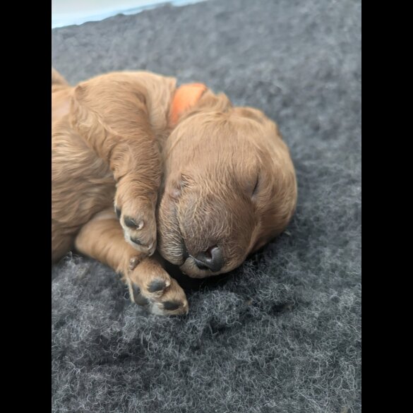 Cockapoo - Both