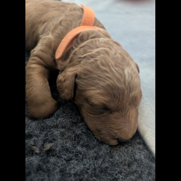 Cockapoo - Both