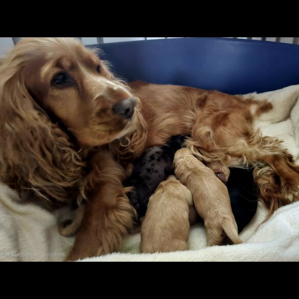 Cockapoo - Both