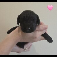 Cockapoo - Both