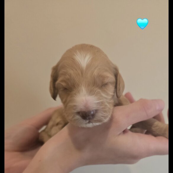 Cockapoo - Both