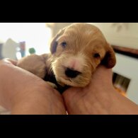 Cockapoo - Both