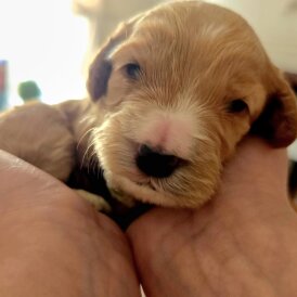 Cockapoo - Both