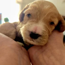 Cockapoo - Both