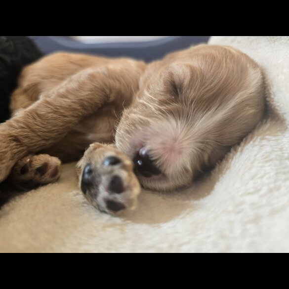 Cockapoo - Both
