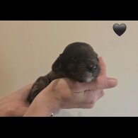 Cockapoo - Both
