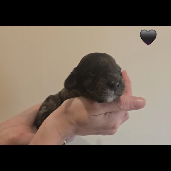 Cockapoo - Both