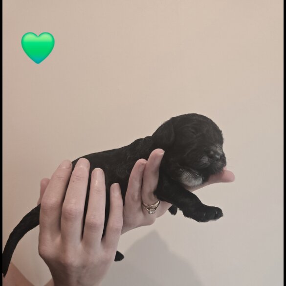 Cockapoo - Both