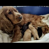 Cockapoo - Both