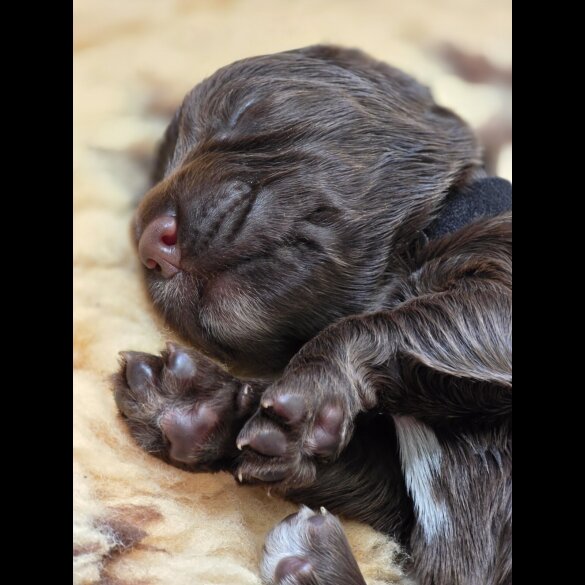 Cocker Spaniel (Working &amp; Show) - Both