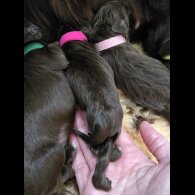 Cocker Spaniel (Working &amp; Show) - Both