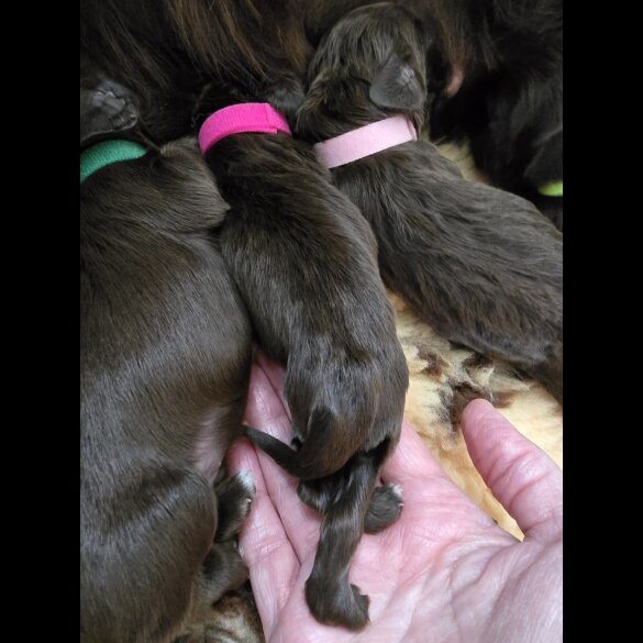 Cocker Spaniel (Working &amp; Show) - Both