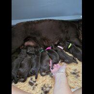 Cocker Spaniel (Working &amp; Show) - Both
