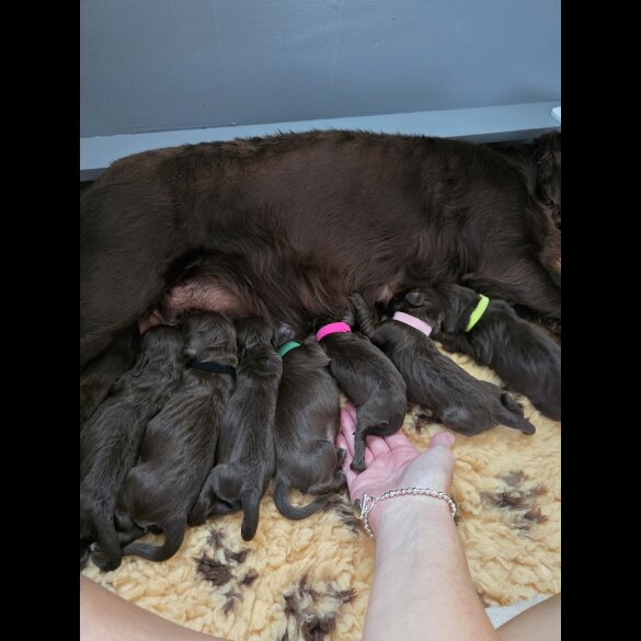 Cocker Spaniel (Working &amp; Show) - Both