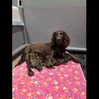 Cocker Spaniel (Working &amp; Show) - Both