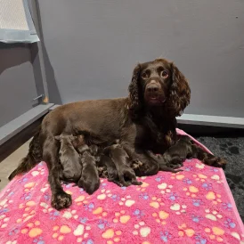 Cocker Spaniel (Working &amp; Show) - Both