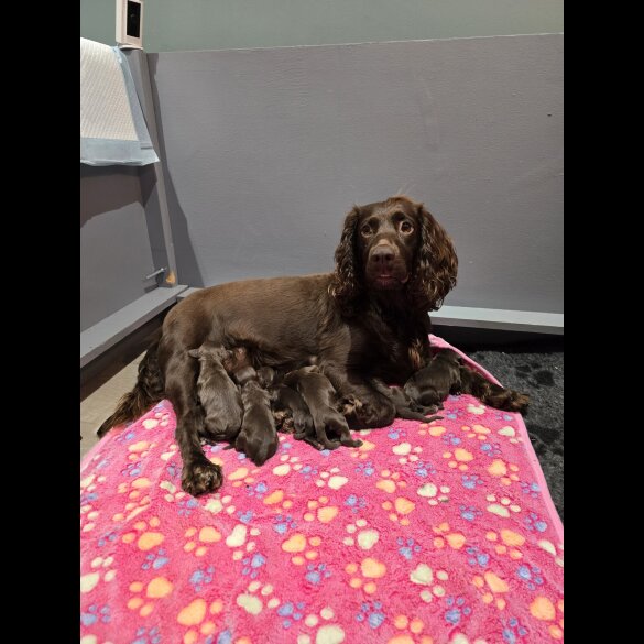 Cocker Spaniel (Working &amp; Show) - Both