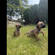 Border Terrier - Dogs