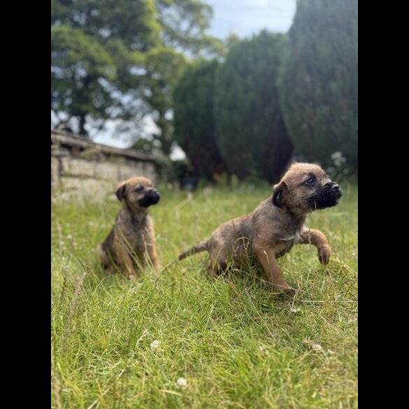 Border Terrier - Dogs
