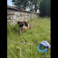Border Terrier - Dogs