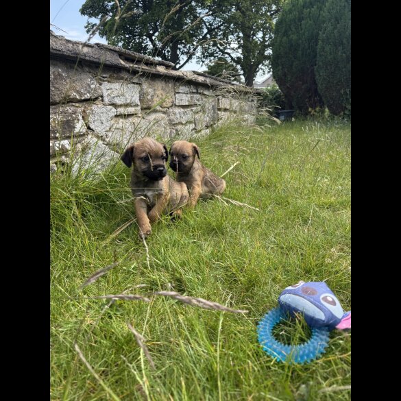 Border Terrier - Dogs