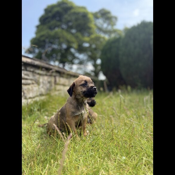 Border Terrier - Dogs