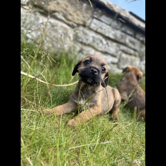 Border Terrier - Dogs