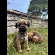 Border Terrier - Dogs
