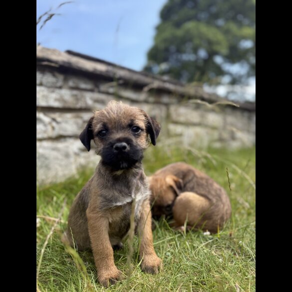 Border Terrier - Dogs