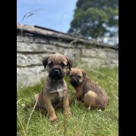Border Terrier - Dogs