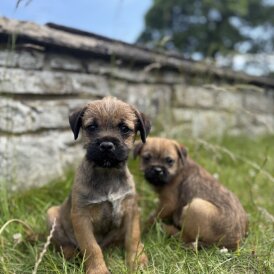 Border Terrier - Dogs