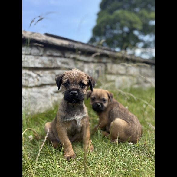 Border Terrier - Dogs