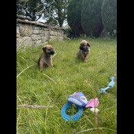 Border Terrier - Dogs