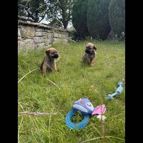 Border Terrier - Dogs