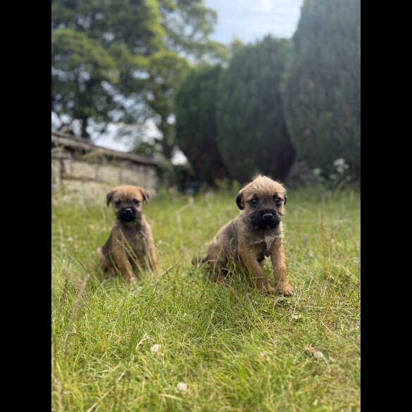 Border Terrier - Dogs