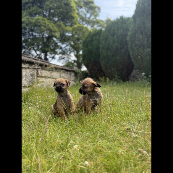 Border Terrier - Dogs