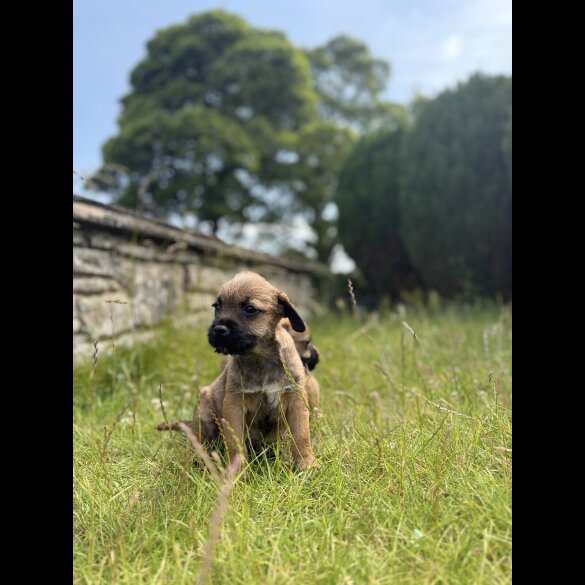 Border Terrier - Dogs