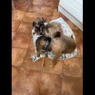Border Terrier - Dogs