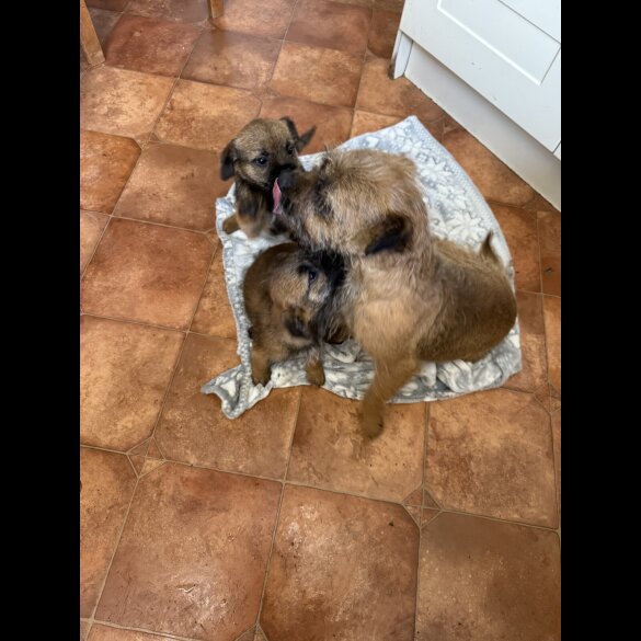 Border Terrier - Dogs
