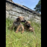 Border Terrier - Dogs