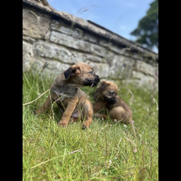 Border Terrier - Dogs