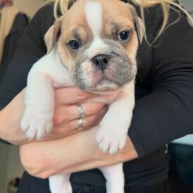 English Bulldog - Both