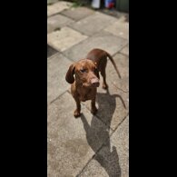 Hungarian Vizsla - Both