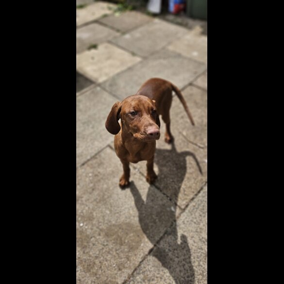 Hungarian Vizsla - Both