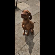 Hungarian Vizsla - Both