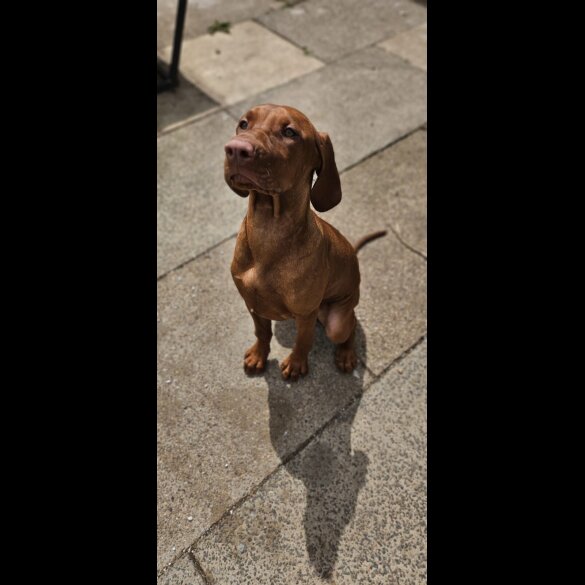 Hungarian Vizsla - Both