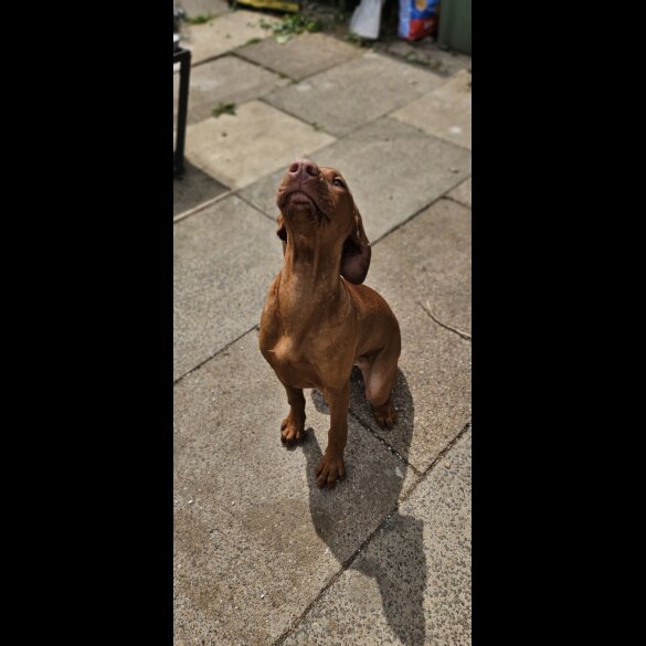 Hungarian Vizsla - Both